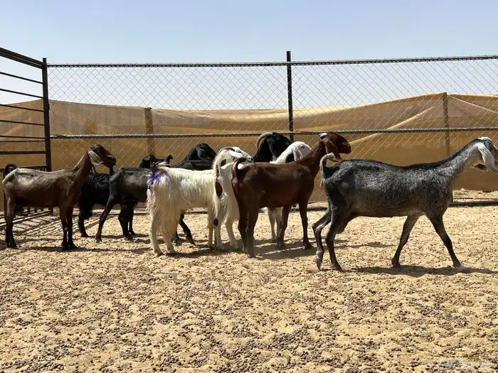 معزا مصريات صنف جروم (تم البيع) 1