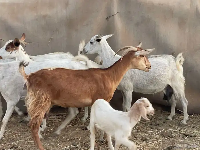 عرضين غنم رفيديات ومعزا جنوبيات ولد ماشاءالله 20