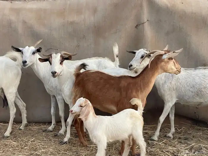 عرضين غنم رفيديات ومعزا جنوبيات ولد ماشاءالله 12
