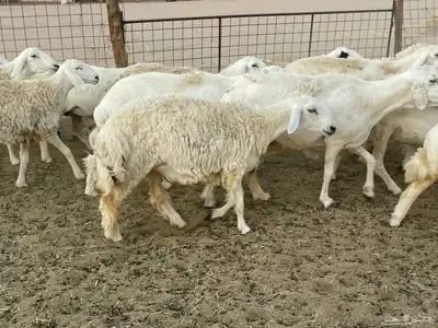 غنم دفيع ومقاريب 18