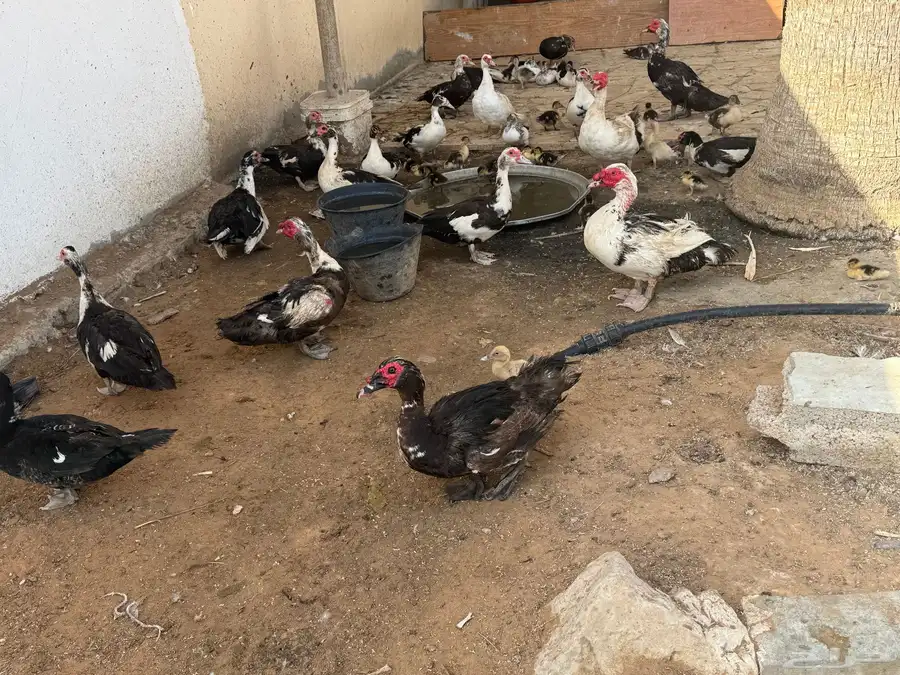 ( عروض وخصومات ) بط مسكوفي وحمام بلدي للبيع بالخرج حياكم 8