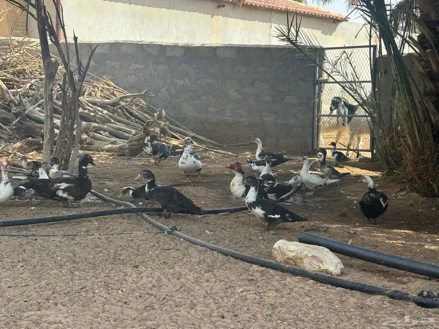 ( عروض وخصومات ) بط مسكوفي وحمام بلدي للبيع بالخرج حياكم 9