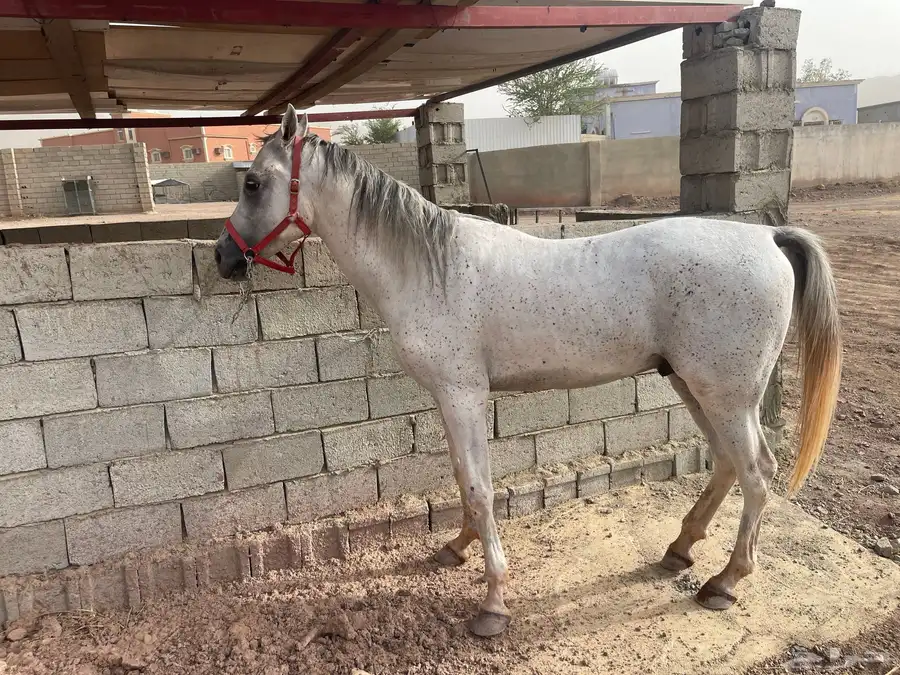 خيل 0