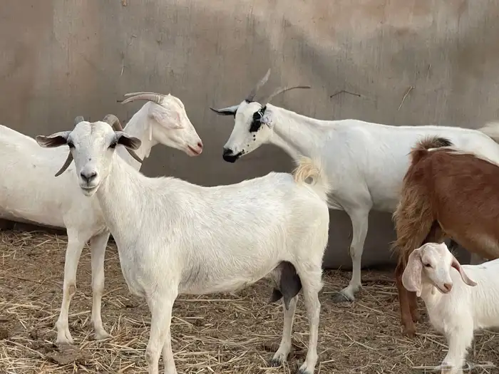 عرضين غنم رفيديات ومعزا جنوبيات ولد ماشاءالله 11