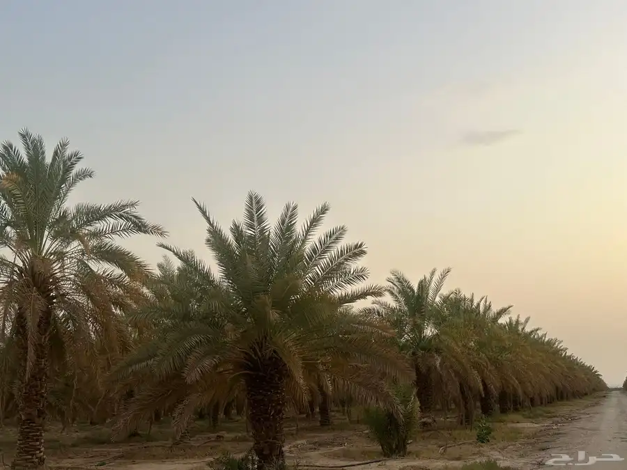 تمر خلاص 4