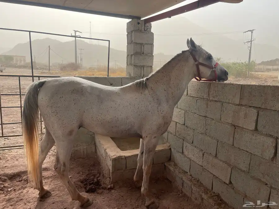 خيل 3