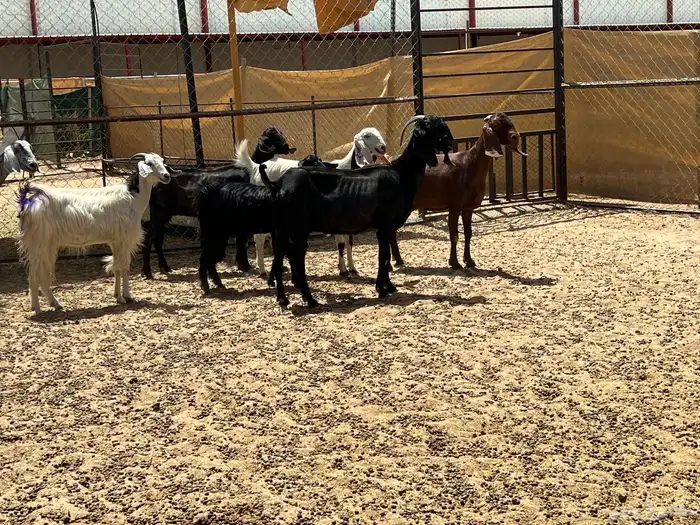 معزا مصريات صنف جروم (تم البيع) 3