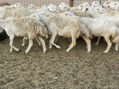 غنم دفيع ومقاريب 19