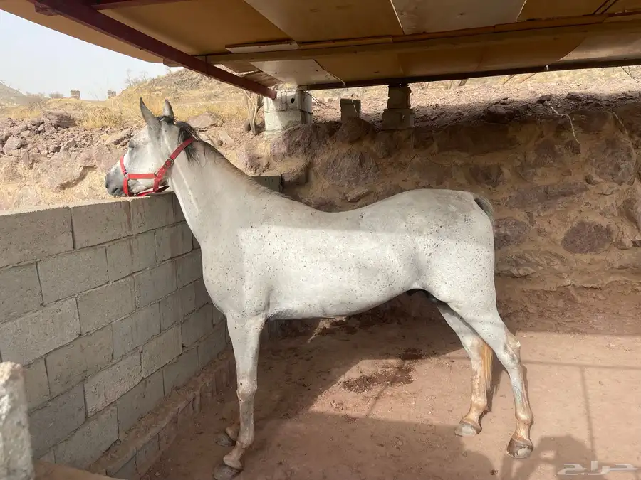 خيل 1
