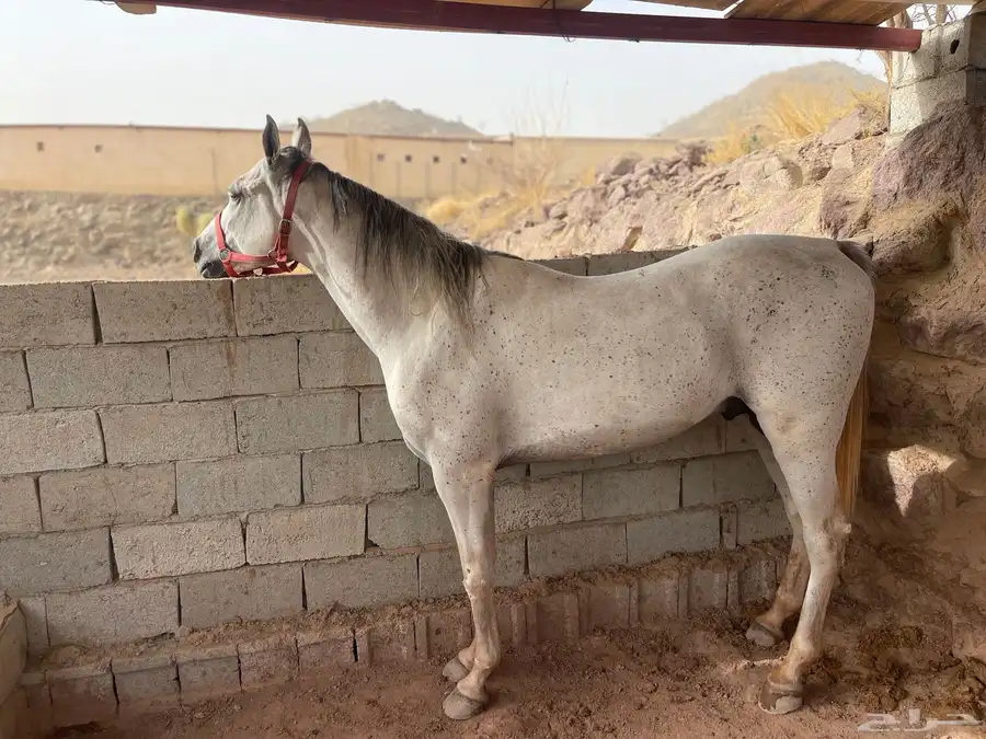 خيل 2