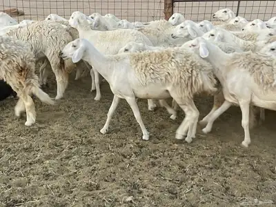 غنم دفيع ومقاريب 20