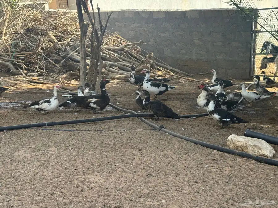 ( عروض وخصومات ) بط مسكوفي وحمام بلدي للبيع بالخرج حياكم 10