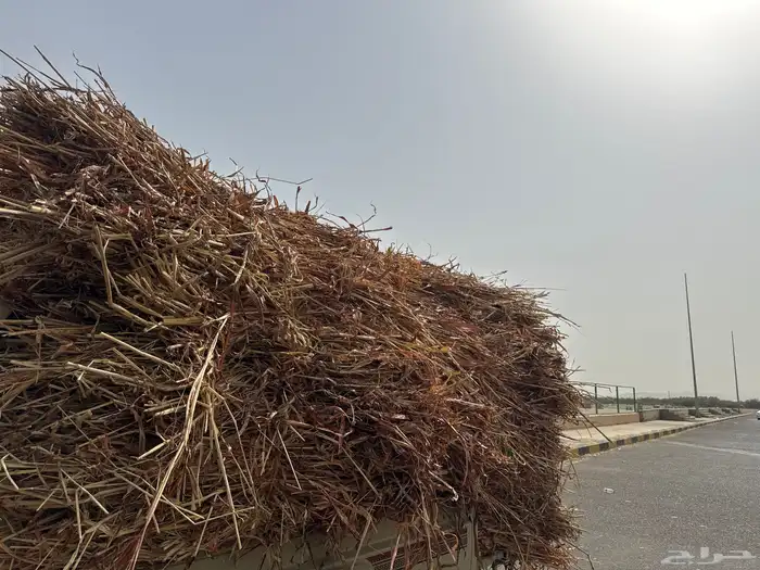 ابوعريش 0