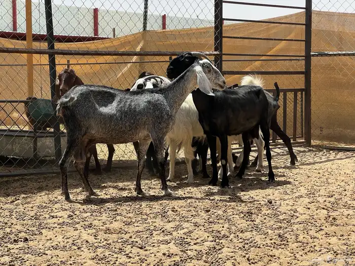 معزا مصريات صنف جروم (تم البيع) 2