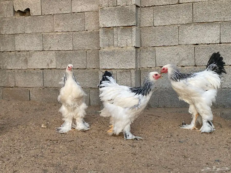 دجاج براهما كولمبي 4
