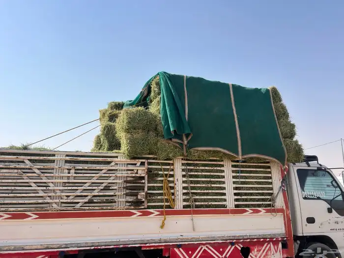 برسيم   صافي ناعم 2