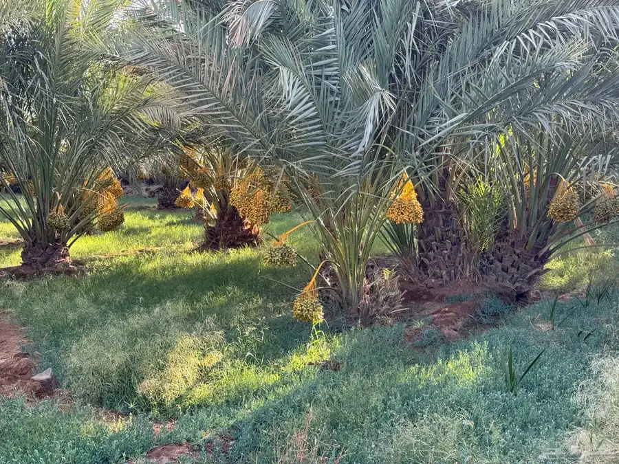 للبيع محصول تمور مزرعه كامل 5