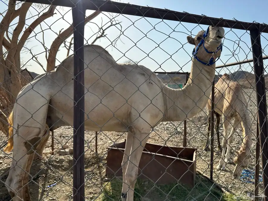 فحل درجه اولا 2