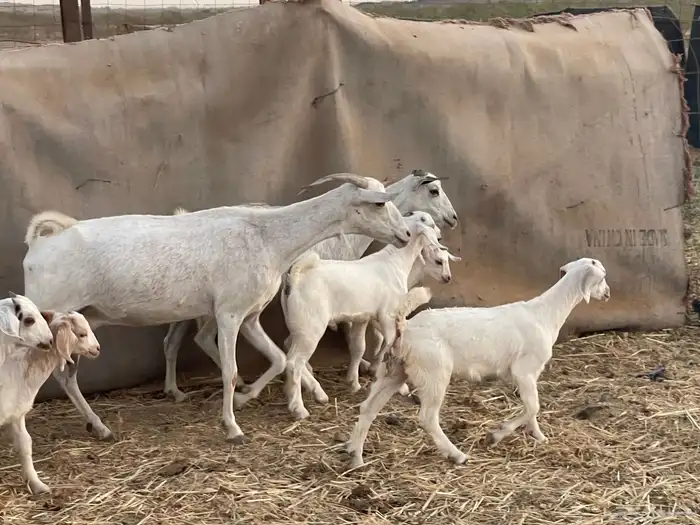 عرضين غنم رفيديات ومعزا جنوبيات ولد ماشاءالله 25