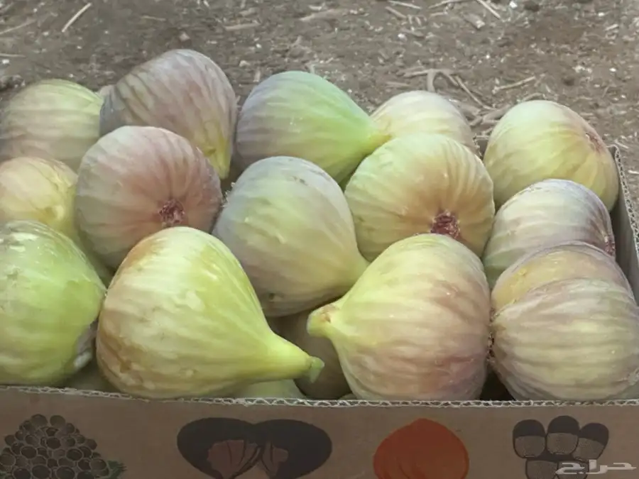 حماط تين 1