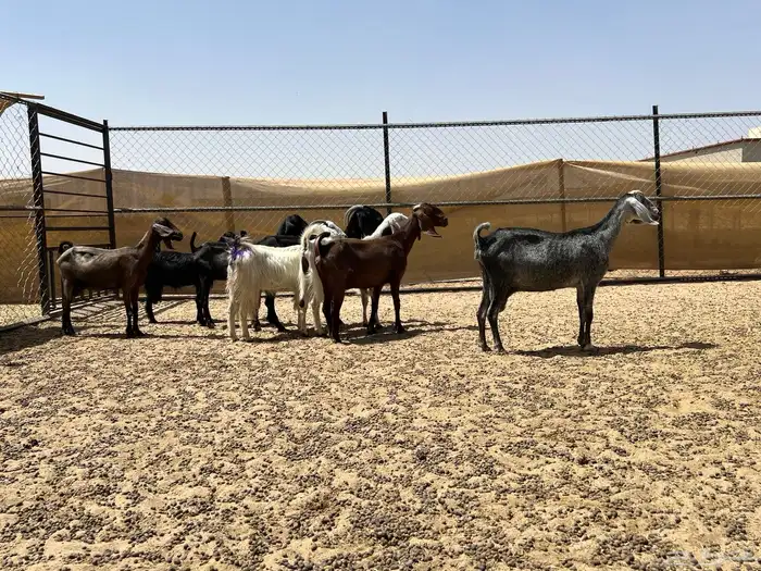 معزا مصريات صنف جروم (تم البيع) 0