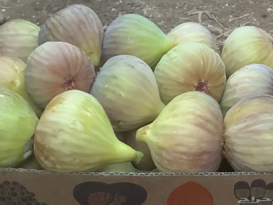 حماط تين 0
