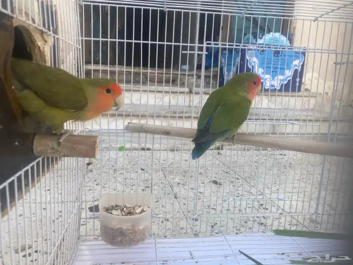زوج روز منتج تم البيع 0