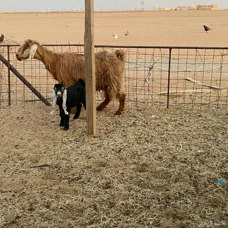 للبيع عنز 0