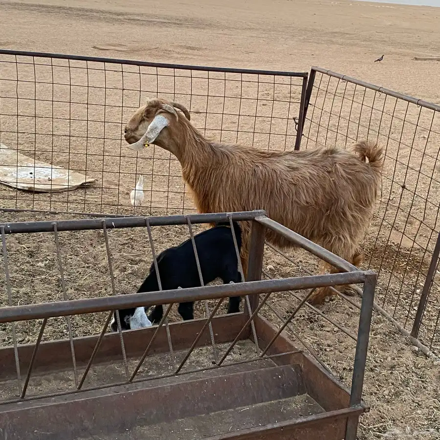 للبيع عنز 3