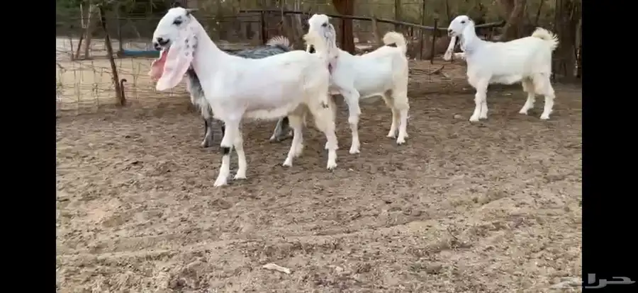 للبيع 6 جفار بيض نوادر بفحلها 8