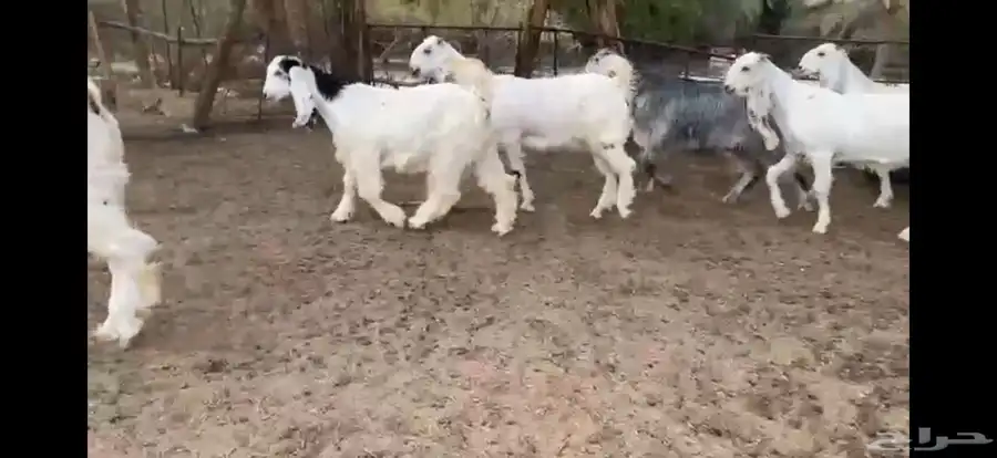 للبيع 6 جفار بيض نوادر بفحلها 12