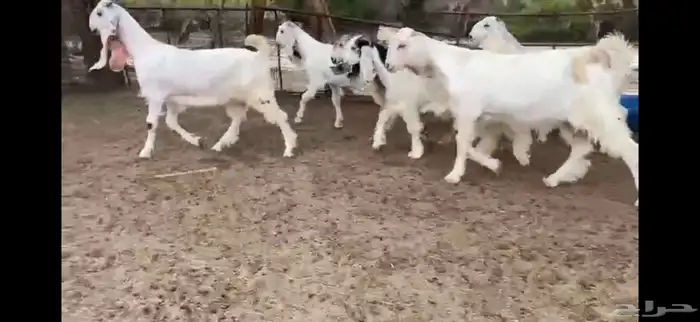 للبيع 6 جفار بيض نوادر بفحلها 1