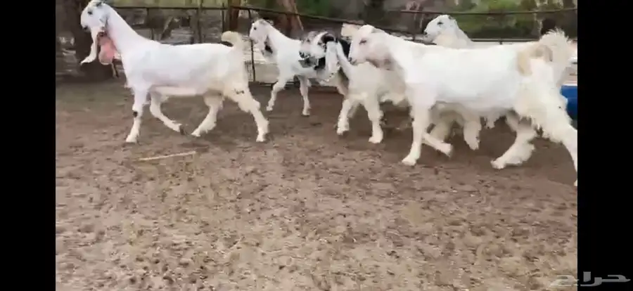 للبيع 6 جفار بيض نوادر بفحلها 1