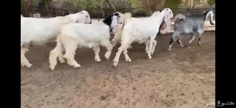 للبيع 6 جفار بيض نوادر بفحلها 17