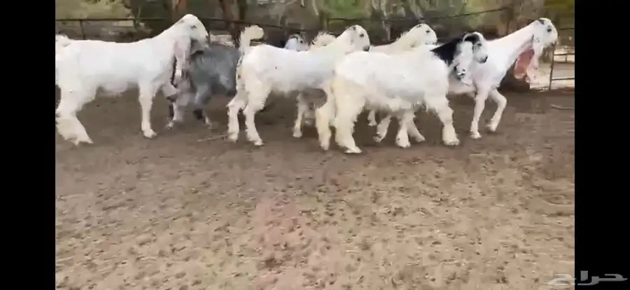 للبيع 6 جفار بيض نوادر بفحلها 6