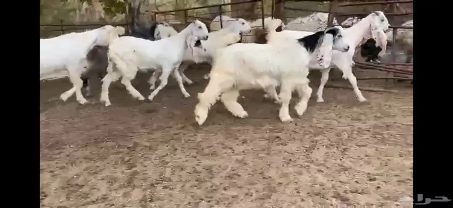 للبيع 6 جفار بيض نوادر بفحلها 4