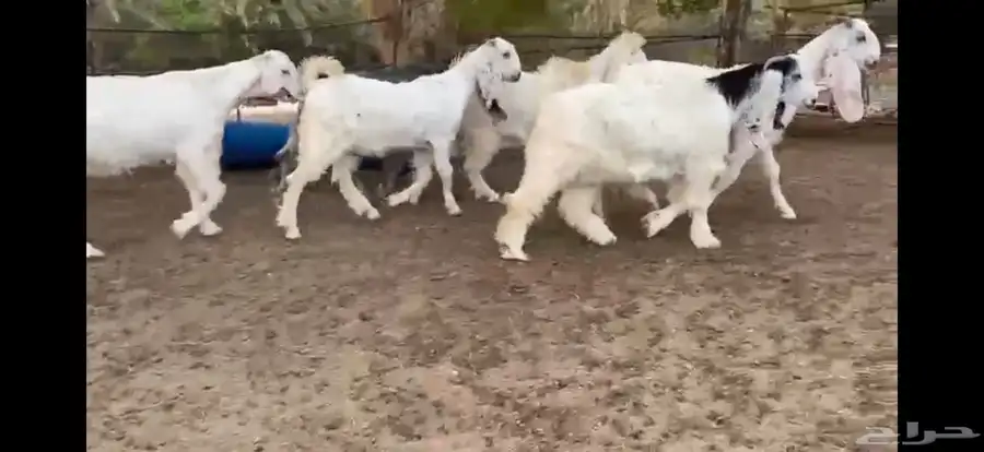 للبيع 6 جفار بيض نوادر بفحلها 5