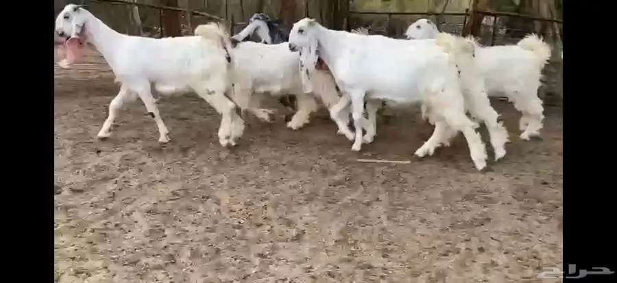 للبيع 6 جفار بيض نوادر بفحلها 23