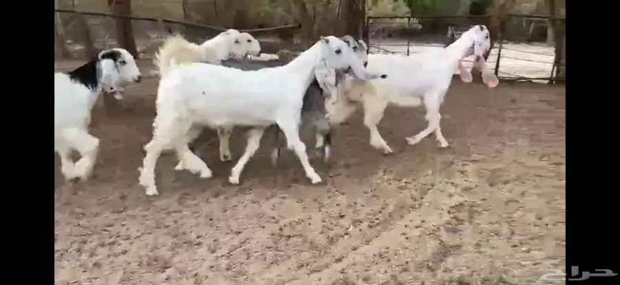 للبيع 6 جفار بيض نوادر بفحلها 19