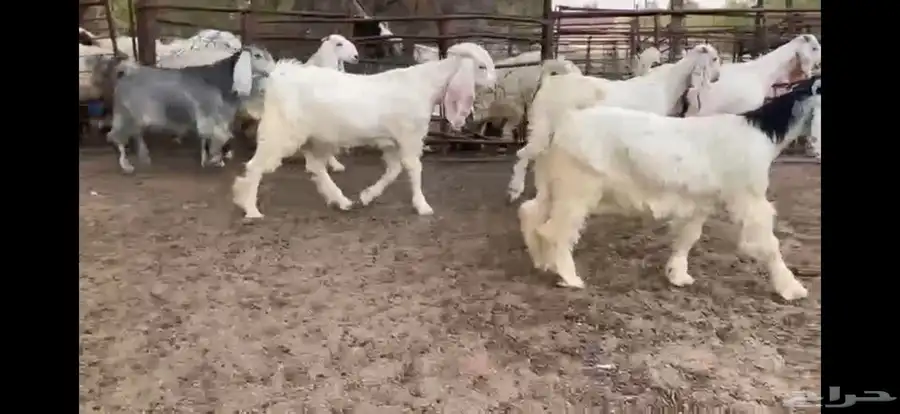 للبيع 6 جفار بيض نوادر بفحلها 14
