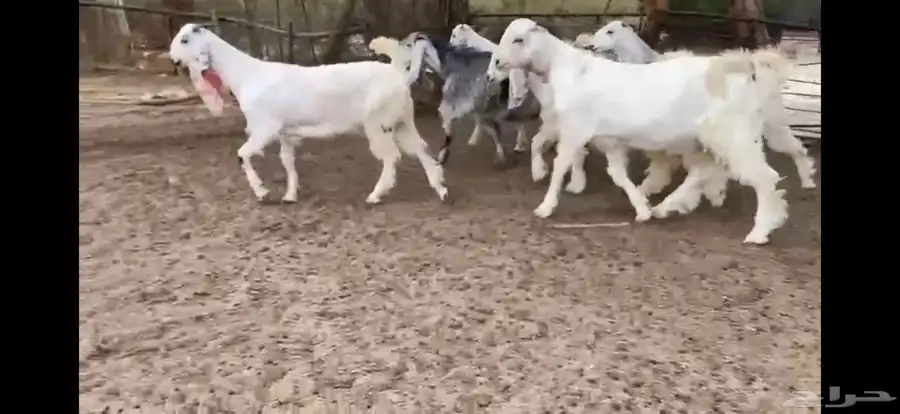 للبيع 6 جفار بيض نوادر بفحلها 0