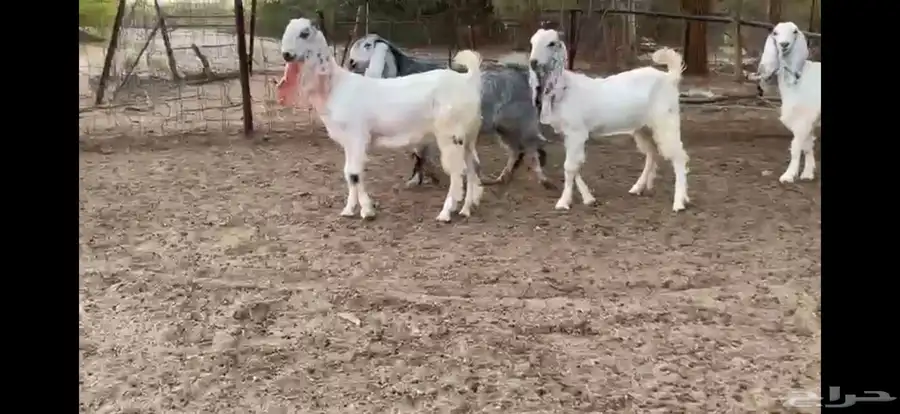 للبيع 6 جفار بيض نوادر بفحلها 9