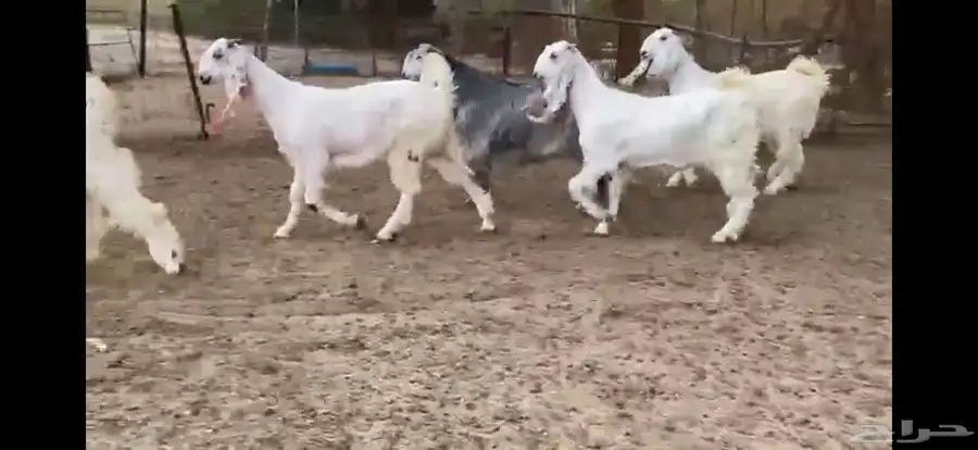 للبيع 6 جفار بيض نوادر بفحلها 10