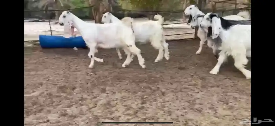 للبيع 6 جفار بيض نوادر بفحلها 3