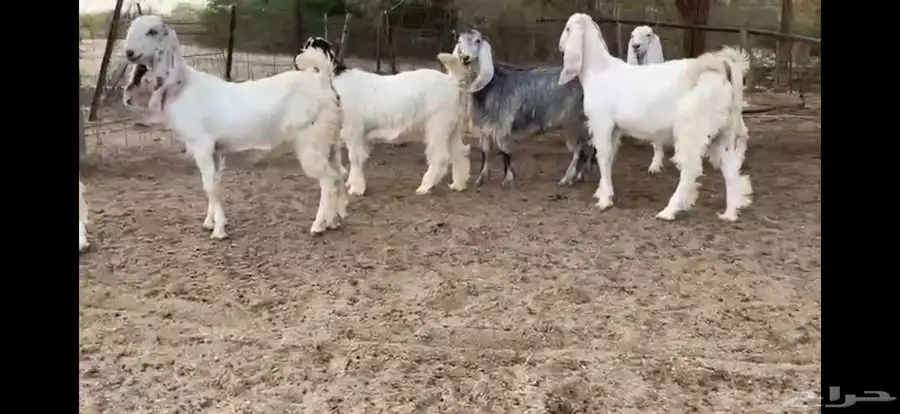 للبيع 6 جفار بيض نوادر بفحلها 20
