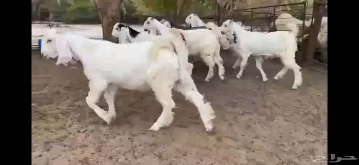للبيع 6 جفار بيض نوادر بفحلها 15