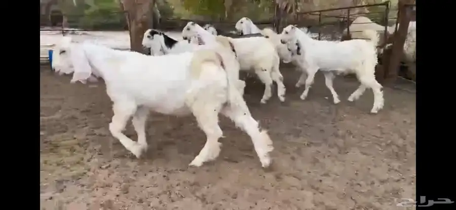 للبيع 6 جفار بيض نوادر بفحلها 15