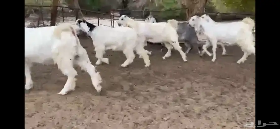 للبيع 6 جفار بيض نوادر بفحلها 13