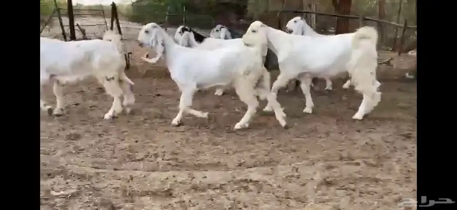 للبيع 6 جفار بيض نوادر بفحلها 21