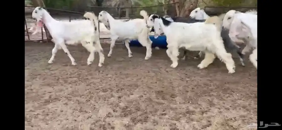 للبيع 6 جفار بيض نوادر بفحلها 2